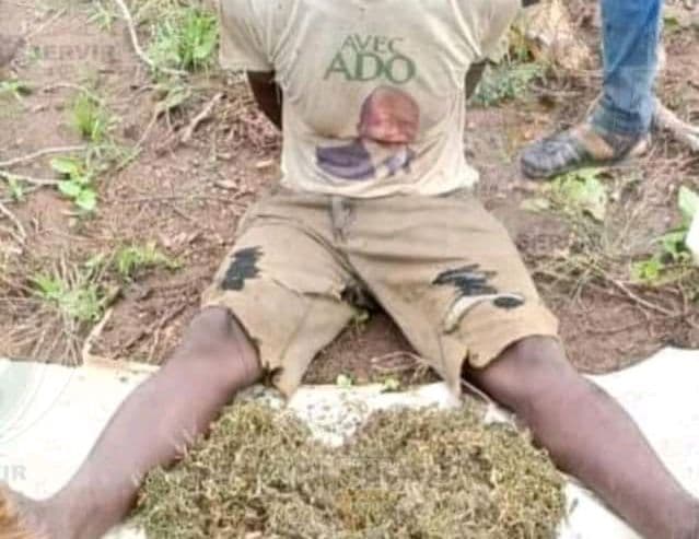Côte d'Ivoire : Odienné, après la destruction d'un champ de cannabis, 92 personnes interpellées