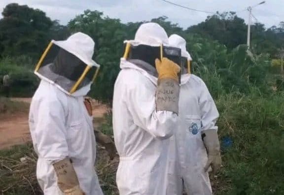 Côte d'Ivoire : Dabou, des élèves délogés d'une école par des abeilles