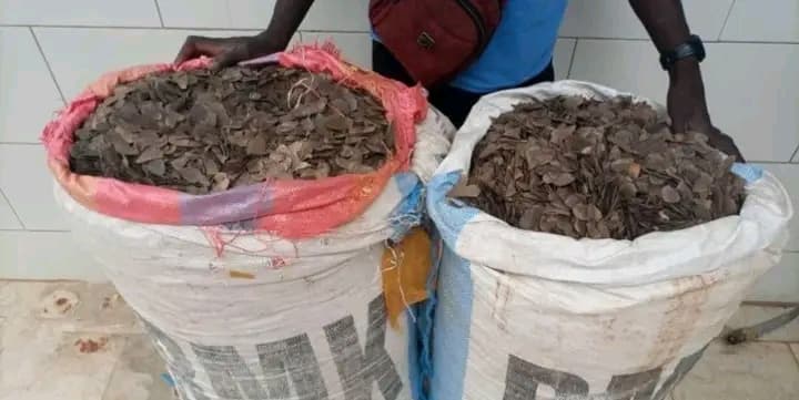 Côte d'Ivoire : Guiglo, 153 kg d’écailles de pangolin saisis, 2 individus interpellés