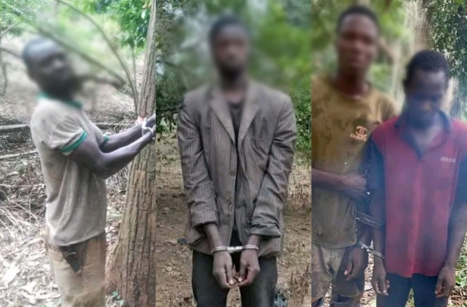 Côte d'Ivoire : 04 individus mis aux arrêts pour défrichement dans la forêt classée de Séguié