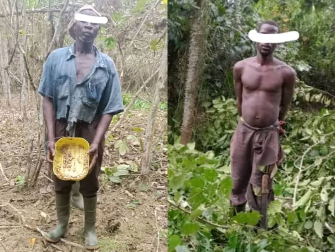 Côte d'Ivoire : San-Pédro, 2 individus en plein défrichement interpellés dans l'agro-forêt de rapide Grah Nord