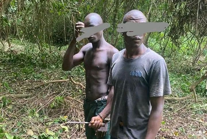 Côte d'Ivoire : Agboville, 02 délinquants appréhendés dans la forêt classée de Séguié