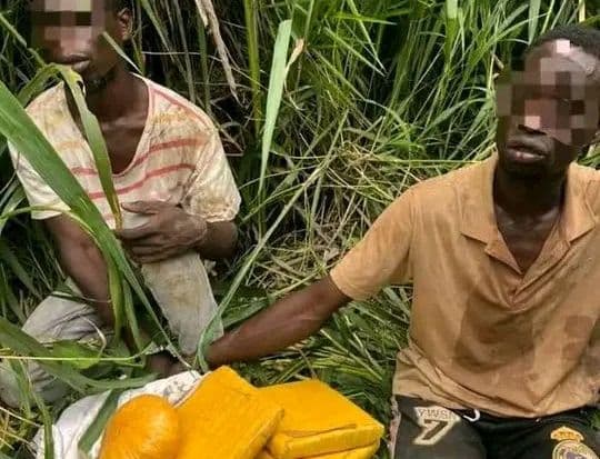 Côte d'Ivoire : Djékanou, deux individus trafiquants de drogue mis aux arrêts