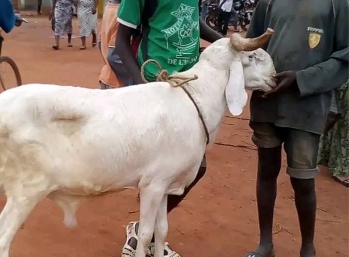 Côte d'Ivoire : Prikro, deux voleurs de mouton et leur receleur mis aux arrêts