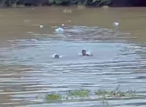 Côte d'Ivoire : Un hippopotame tue deux gamins à Bouaflé