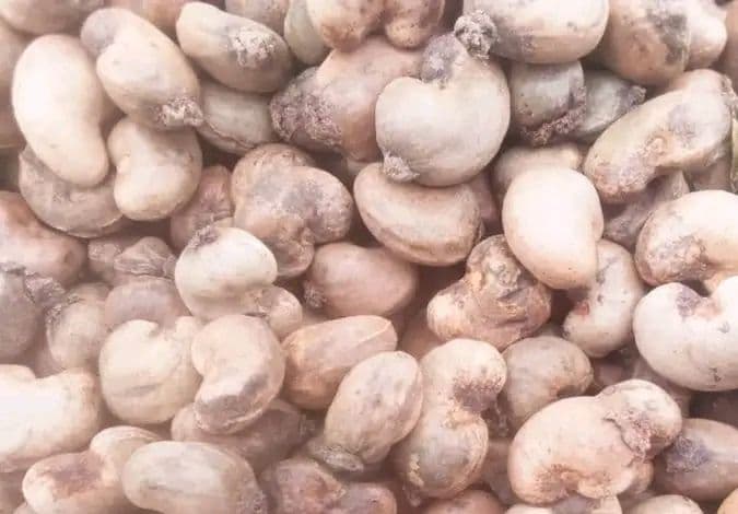 Côte d'Ivoire : Le prix de la noix de cajou fixé à 275 fcfa/kg