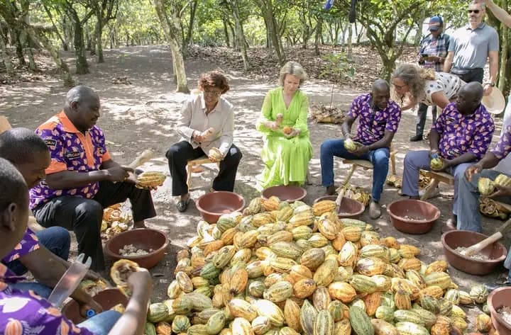 Côte d'Ivoire : La Reine Mathilde de Belgique visite une plantation de cacao