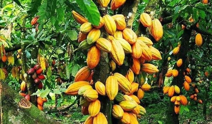 Côte d'Ivoire : 1 951 000 tonnes de fèves de cacao transformées localement par huit entreprises entre 2017 et 2019