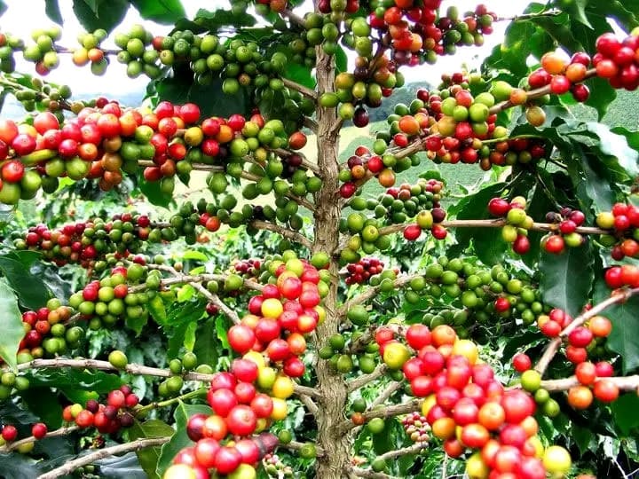 Côte d'Ivoire : Une nouvelle organisation interafricaine du café créée