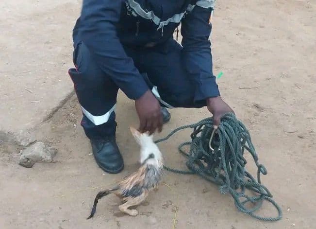 Côte d'Ivoire : Un chat tombé dans un puits sauvé par des secouristes