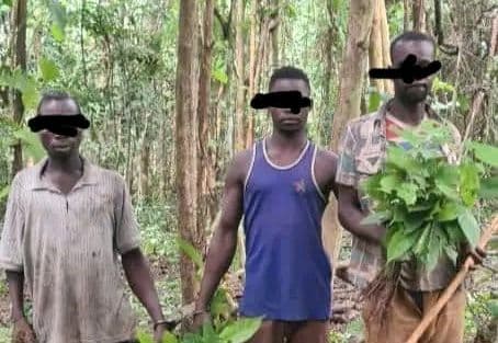 Côte d'Ivoire : Forêt classée de Séguié, 03 délinquants appréhendés par des agents de la SODEFOR