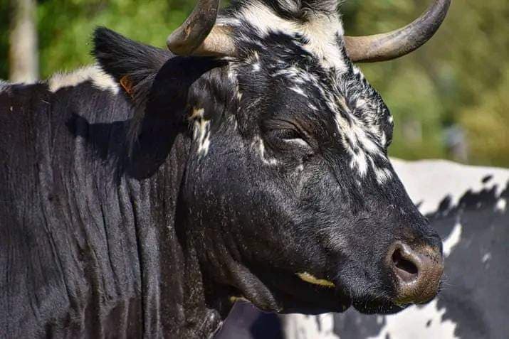 Burkina Faso : Bobo-Dioulasso, abattoir frigorifique, des complices des terroristes arrêtés par les FDS