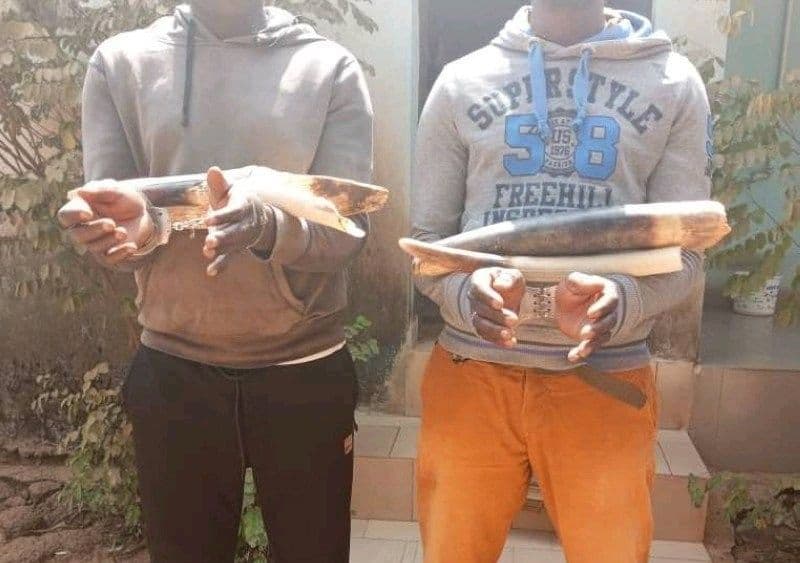 Côte d'Ivoire : Ferké, deux trafiquants d'ivoires mis aux arrêts