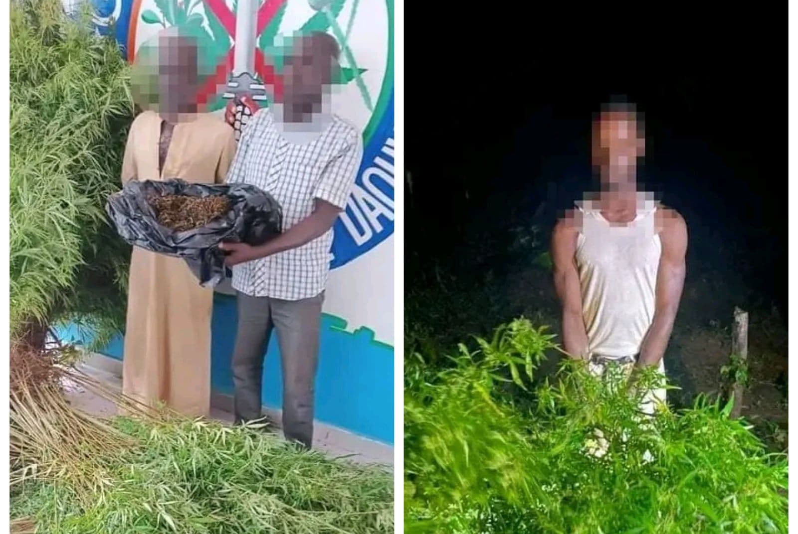 Côte d'Ivoire : Daoukro-Prikro, 3 individus interpellés et deux champs de cannabis détruits