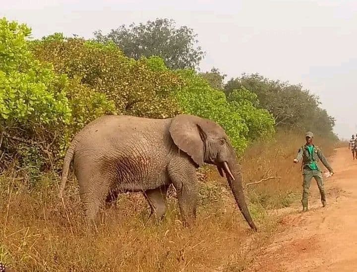 Côte d’Ivoire : Satama Sokoura, un éléphant détruit des habitations