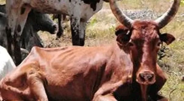 Burkina Faso : Lutte contre le charbon bactéridien, la direction générale des services vétérinaires se met en ordre de bataille
