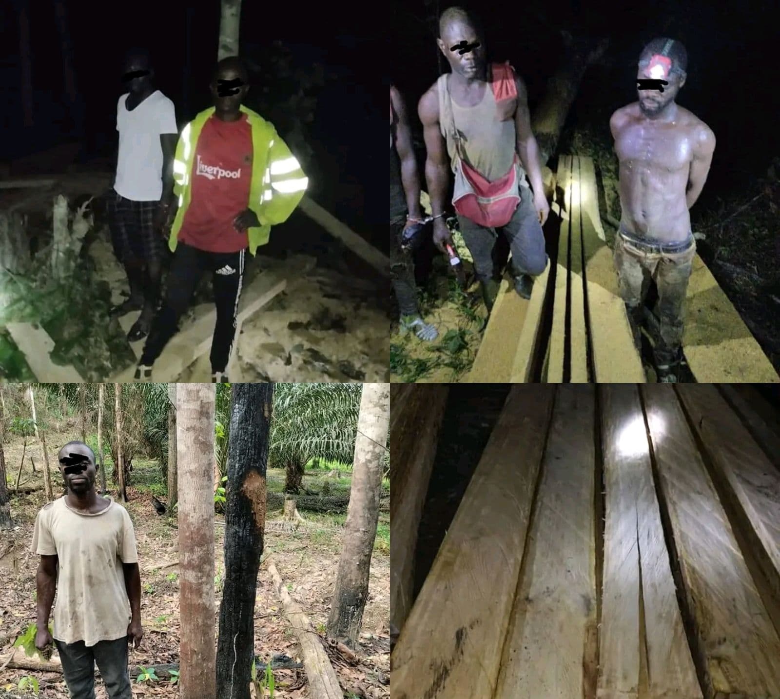 Côte d'Ivoire : 7 clandestins mis aux arrêts pour sciage à façon et défrichements en forêt classée d'Irobo