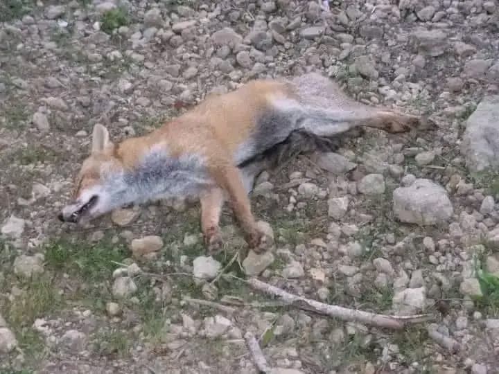 Burkina Faso : Bogandé, un renard s'attaque à une vieille dame pendant qu'elle dormait