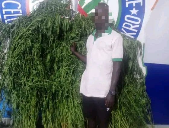 Côte d'Ivoire : Prikro, des plants de cannabis détruits dans un champ d'ignames