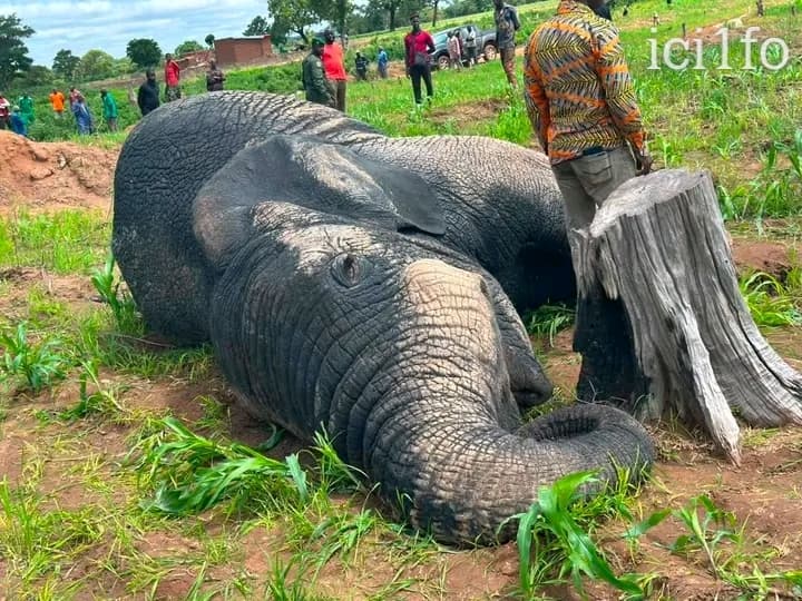 Côte d'Ivoire : M’Bengué, un éléphant foudroyé par la haute tension en pleine riziculture