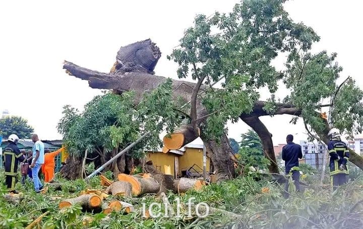 Côte d'Ivoire : Bouaké en deuil, le géant fromager centenaire s’est effondré sur la ville faisant 3 morts